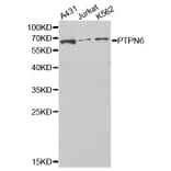 Western blot - PTPN6 Antibody from Signalway Antibody (32280) - Antibodies.com