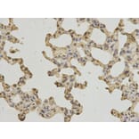 Immunohistochemistry - PTPN6 Antibody from Signalway Antibody (32280) - Antibodies.com