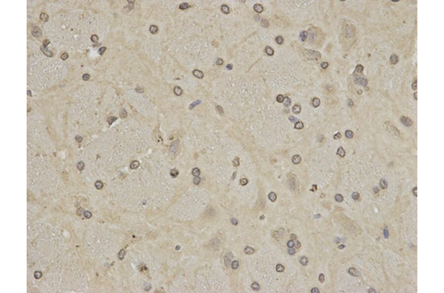 Immunohistochemistry - PTPN6 Antibody from Signalway Antibody (32280) - Antibodies.com