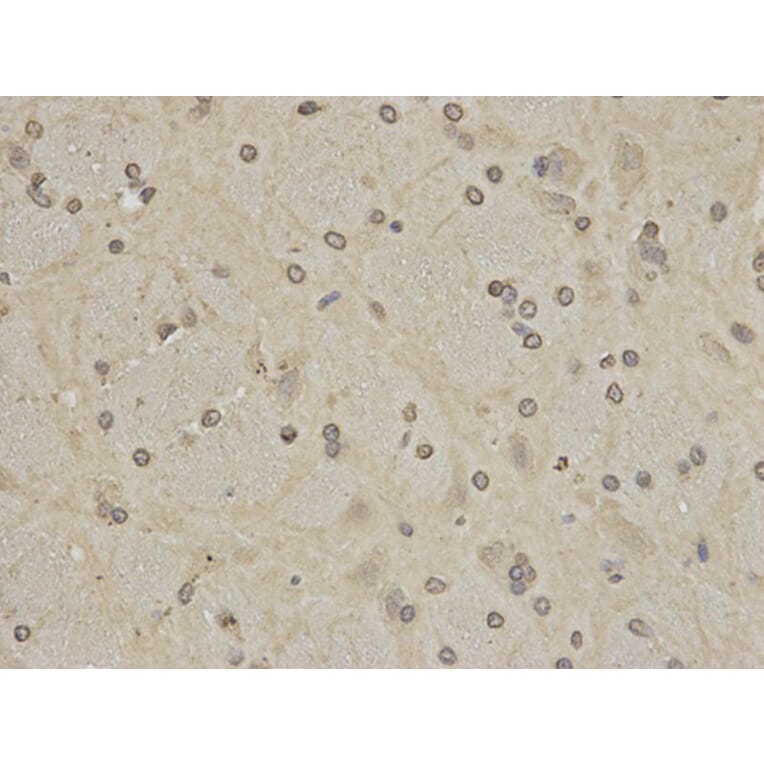 Immunohistochemistry - PTPN6 Antibody from Signalway Antibody (32280) - Antibodies.com