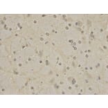 Immunohistochemistry - PTPN6 Antibody from Signalway Antibody (32280) - Antibodies.com