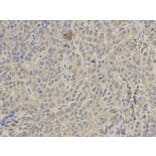 Immunohistochemistry - PTPN6 Antibody from Signalway Antibody (32280) - Antibodies.com
