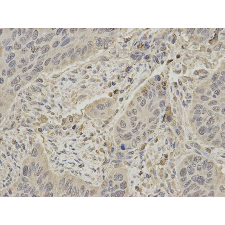 Immunohistochemistry - PTPN6 Antibody from Signalway Antibody (32280) - Antibodies.com