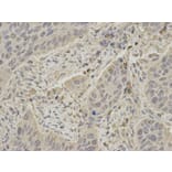 Immunohistochemistry - PTPN6 Antibody from Signalway Antibody (32280) - Antibodies.com