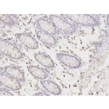 Immunohistochemistry - PICK1 Antibody from Signalway Antibody (32296) - Antibodies.com