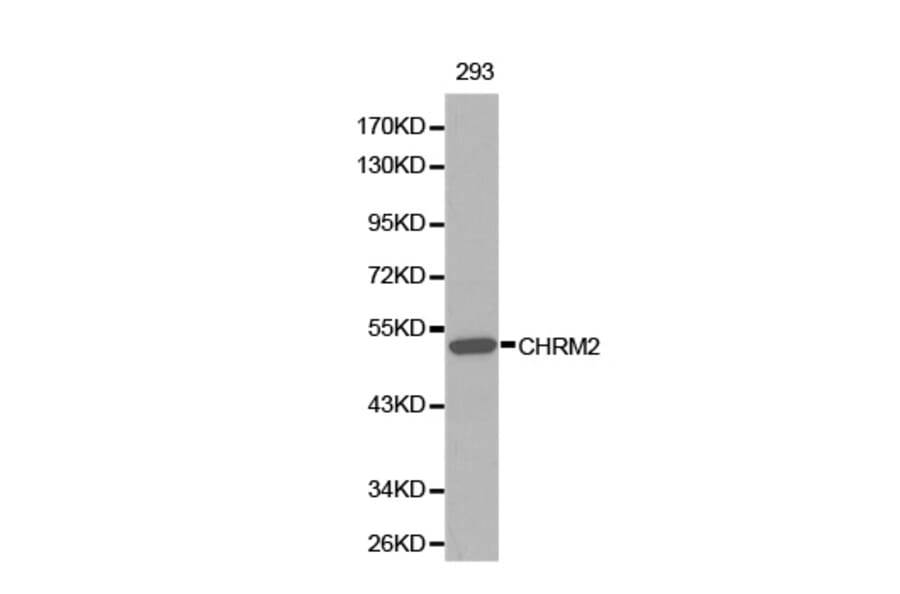 Western blot - CHRM2 Antibody from Signalway Antibody (32313) - Antibodies.com
