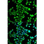 Immunofluorescence - ANXA2 Antibody from Signalway Antibody (32317) - Antibodies.com