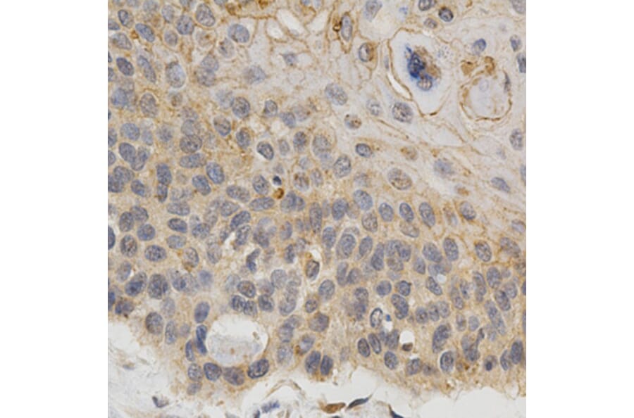 Immunohistochemistry - IFNB1 Antibody from Signalway Antibody (32320) - Antibodies.com