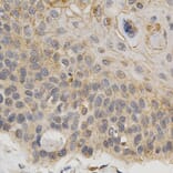 Immunohistochemistry - IFNB1 Antibody from Signalway Antibody (32320) - Antibodies.com