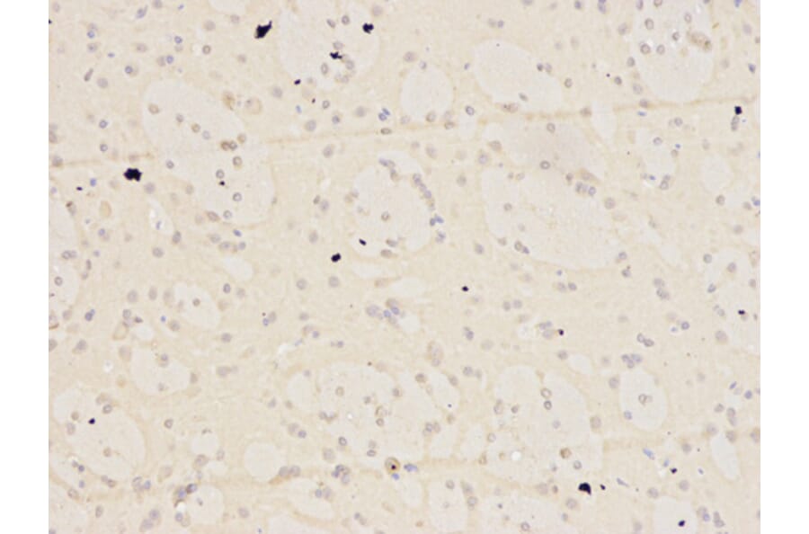 Immunohistochemistry - KPNA2 Antibody from Signalway Antibody (32349) - Antibodies.com