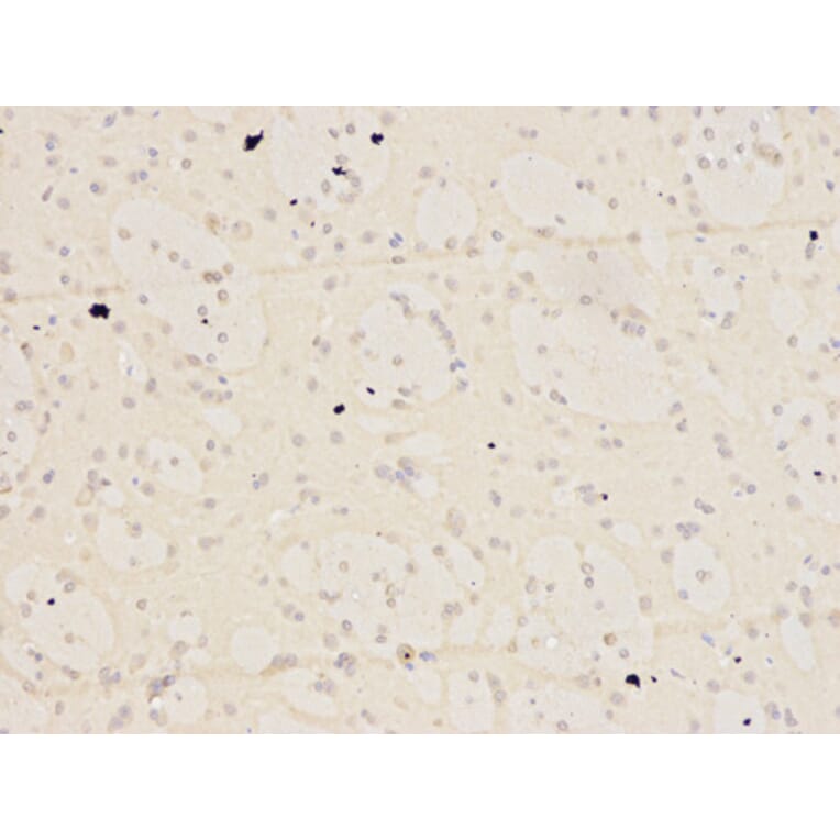 Immunohistochemistry - KPNA2 Antibody from Signalway Antibody (32349) - Antibodies.com