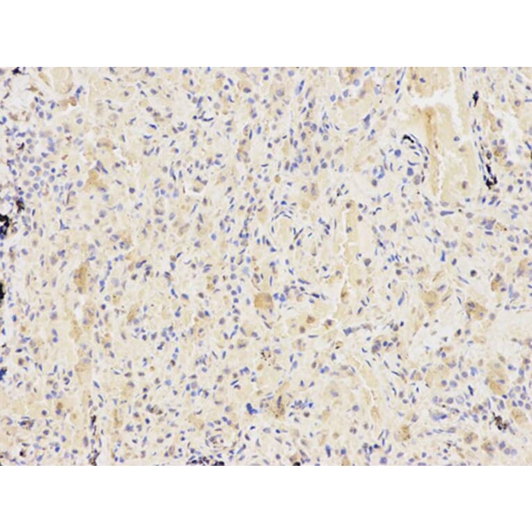 Immunohistochemistry - KPNA2 Antibody from Signalway Antibody (32349) - Antibodies.com
