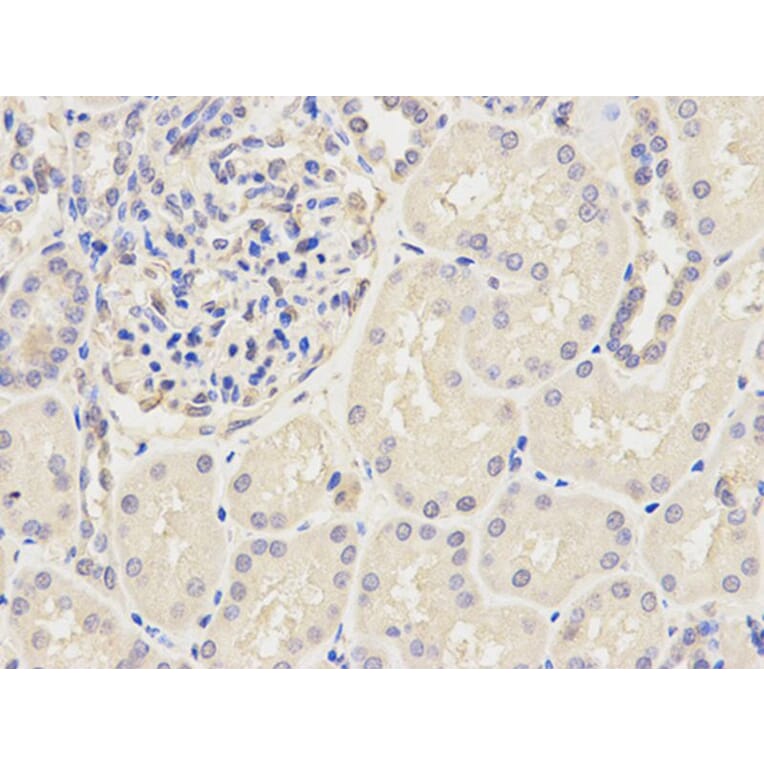 Immunohistochemistry - KPNA2 Antibody from Signalway Antibody (32349) - Antibodies.com