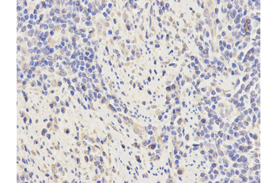 Immunohistochemistry - KPNA2 Antibody from Signalway Antibody (32349) - Antibodies.com