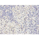 Immunohistochemistry - KPNA2 Antibody from Signalway Antibody (32349) - Antibodies.com