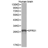Western blot - SFRS1 Antibody from Signalway Antibody (32366) - Antibodies.com