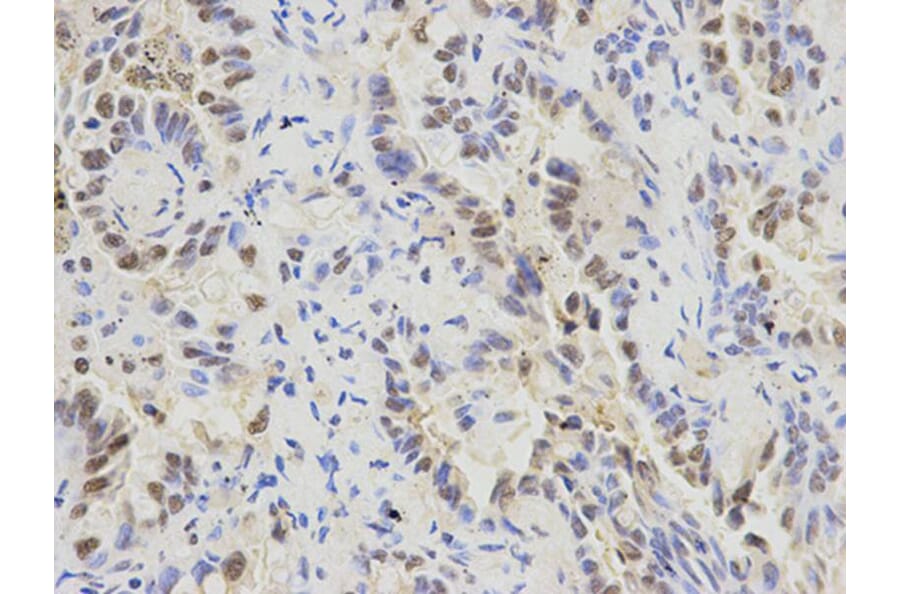 Immunohistochemistry - SFRS1 Antibody from Signalway Antibody (32366) - Antibodies.com