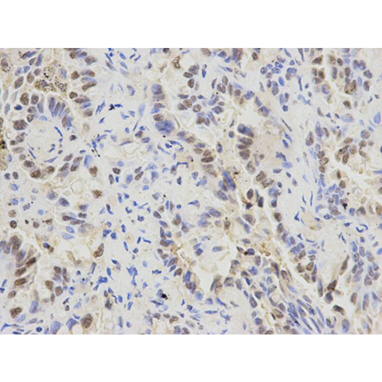 Immunohistochemistry - SFRS1 Antibody from Signalway Antibody (32366) - Antibodies.com