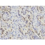 Immunohistochemistry - SFRS1 Antibody from Signalway Antibody (32366) - Antibodies.com