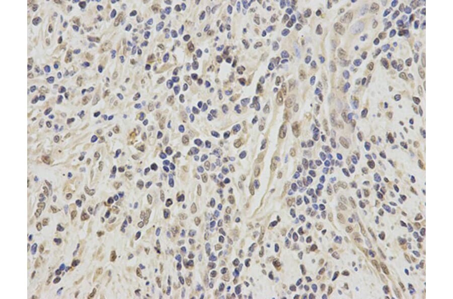 Immunohistochemistry - SFRS1 Antibody from Signalway Antibody (32366) - Antibodies.com