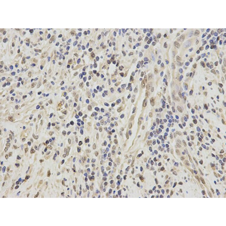 Immunohistochemistry - SFRS1 Antibody from Signalway Antibody (32366) - Antibodies.com