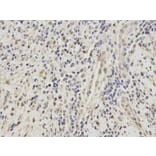 Immunohistochemistry - SFRS1 Antibody from Signalway Antibody (32366) - Antibodies.com