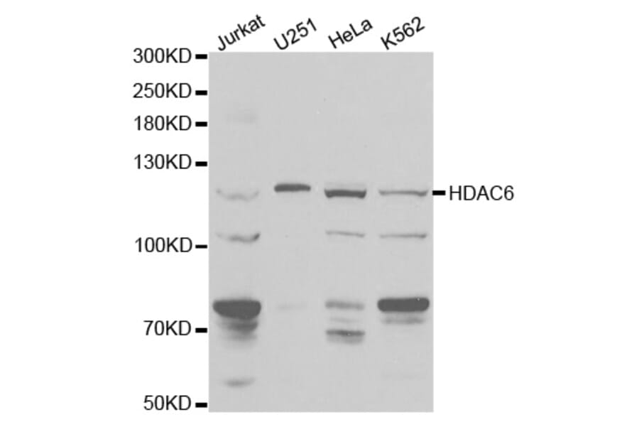Western blot - HDAC6 Antibody from Signalway Antibody (32406) - Antibodies.com
