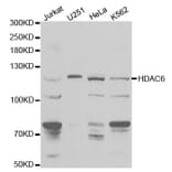 Western blot - HDAC6 Antibody from Signalway Antibody (32406) - Antibodies.com