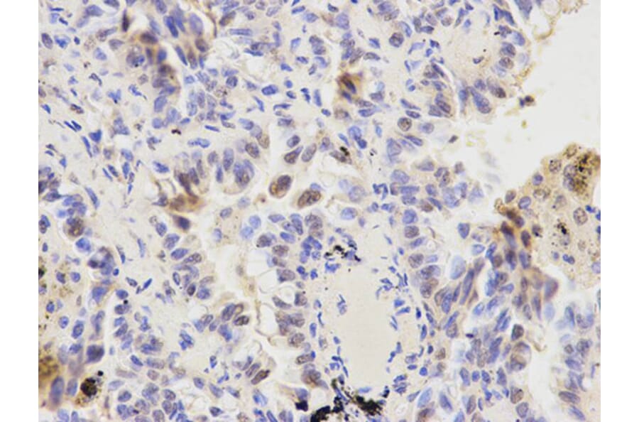 Immunohistochemistry - KPNA1 Antibody from Signalway Antibody (32410) - Antibodies.com