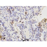 Immunohistochemistry - KPNA1 Antibody from Signalway Antibody (32410) - Antibodies.com