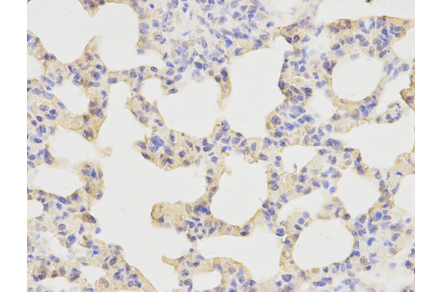 Immunohistochemistry - KPNA1 Antibody from Signalway Antibody (32410) - Antibodies.com