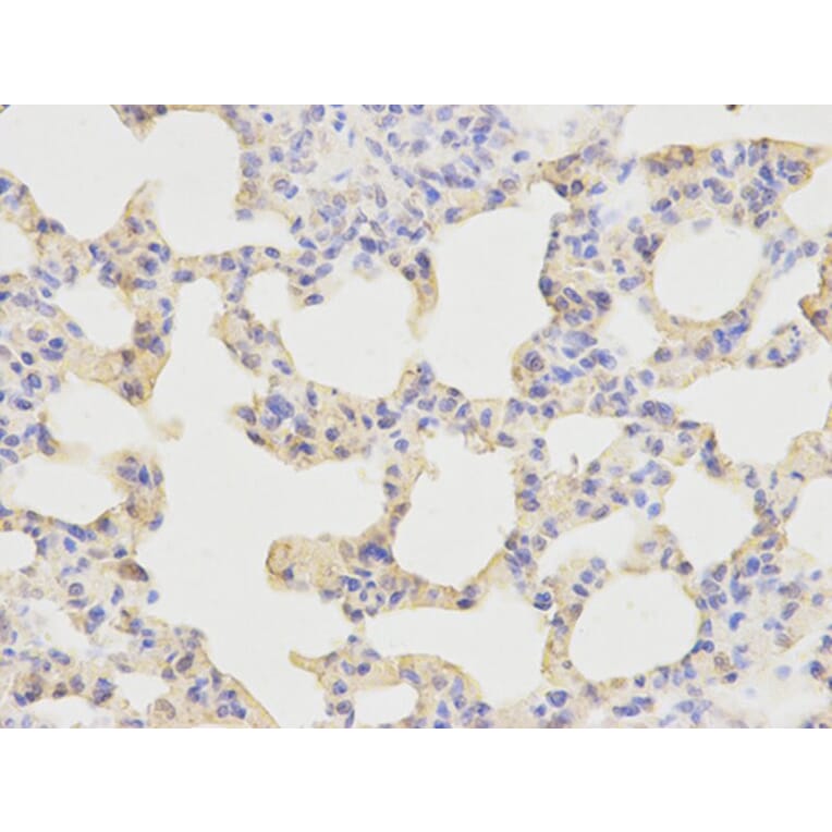 Immunohistochemistry - KPNA1 Antibody from Signalway Antibody (32410) - Antibodies.com