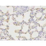 Immunohistochemistry - KPNA1 Antibody from Signalway Antibody (32410) - Antibodies.com