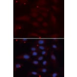 Immunofluorescence - KPNA1 Antibody from Signalway Antibody (32410) - Antibodies.com