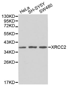 Western blot analysis of extracts of various cell lines, using XRCC2 antibody.