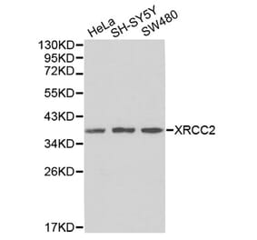 Western blot - XRCC2 Antibody from Signalway Antibody (32440) - Antibodies.com