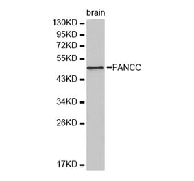 Western blot - FANCC Antibody from Signalway Antibody (32446) - Antibodies.com
