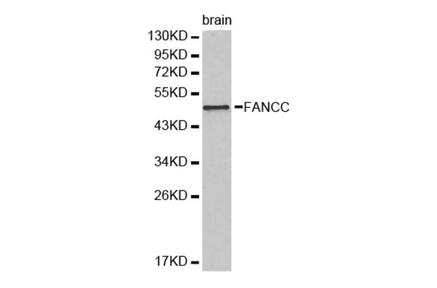 Western blot - FANCC Antibody from Signalway Antibody (32446) - Antibodies.com
