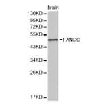 Western blot - FANCC Antibody from Signalway Antibody (32446) - Antibodies.com