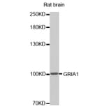 Western blot - GRIA1 Antibody from Signalway Antibody (32454) - Antibodies.com