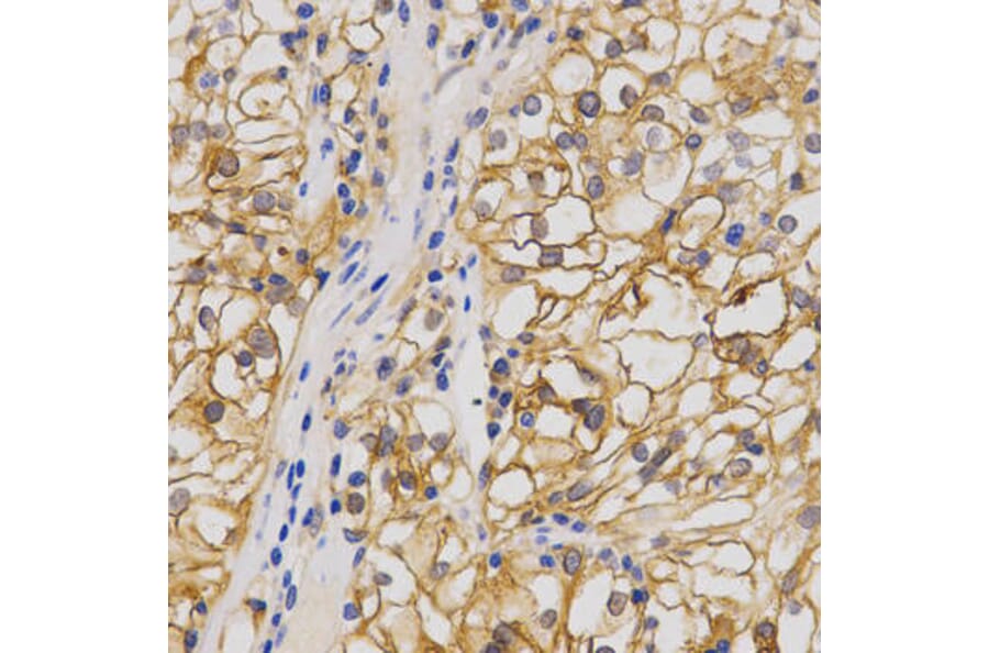 Immunohistochemistry - GRIA1 Antibody from Signalway Antibody (32454) - Antibodies.com