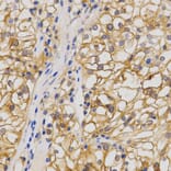 Immunohistochemistry - GRIA1 Antibody from Signalway Antibody (32454) - Antibodies.com