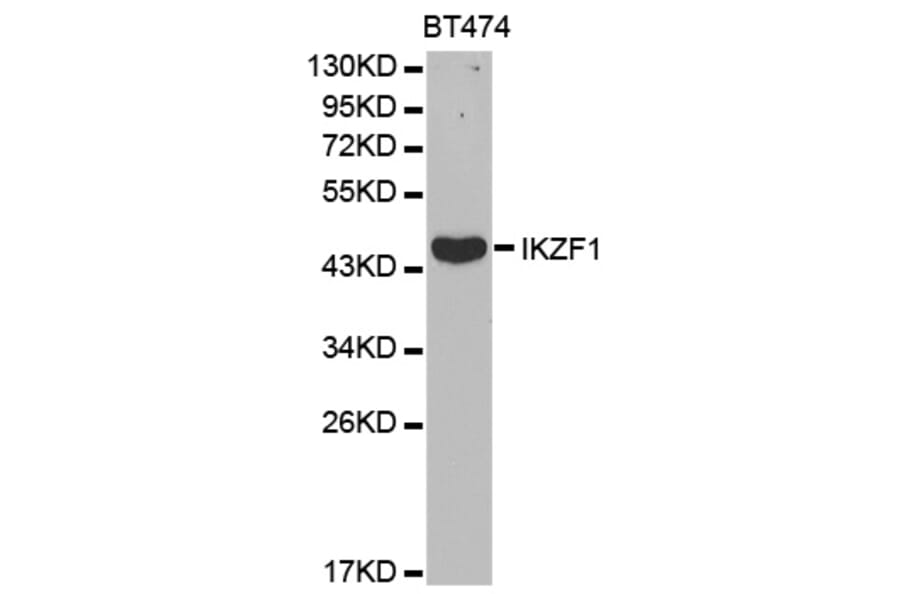 Western blot - IKZF1 Antibody from Signalway Antibody (32470) - Antibodies.com