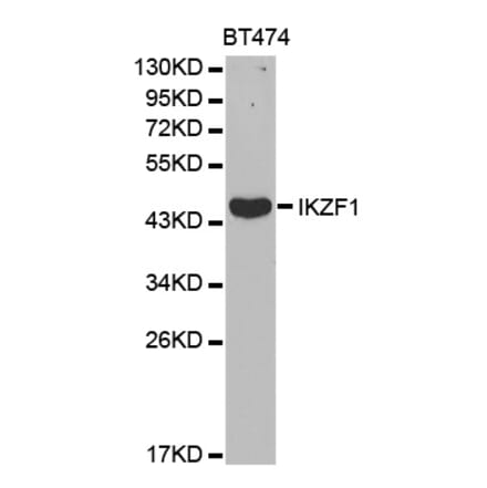 Western blot - IKZF1 Antibody from Signalway Antibody (32470) - Antibodies.com