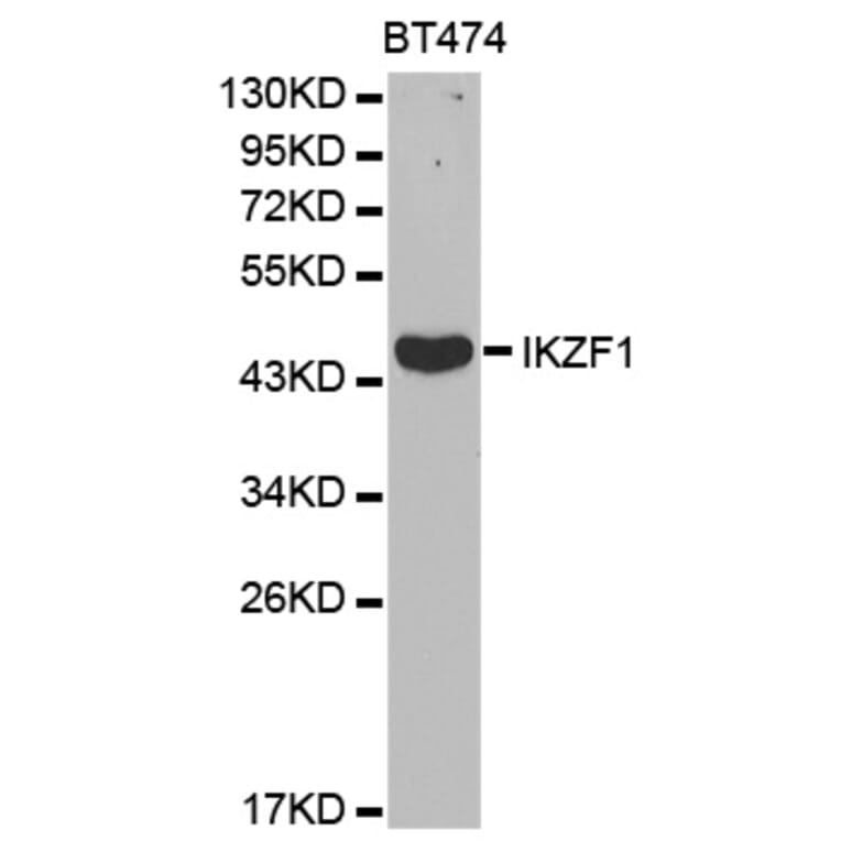 Western blot - IKZF1 Antibody from Signalway Antibody (32470) - Antibodies.com