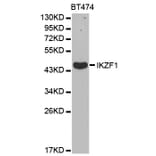 Western blot - IKZF1 Antibody from Signalway Antibody (32470) - Antibodies.com