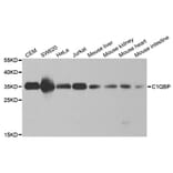 Western blot - C1QBP Antibody from Signalway Antibody (32485) - Antibodies.com