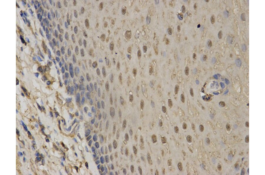 Immunohistochemistry - C1QBP Antibody from Signalway Antibody (32485) - Antibodies.com