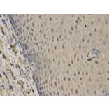 Immunohistochemistry - C1QBP Antibody from Signalway Antibody (32485) - Antibodies.com
