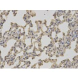 Immunohistochemistry - C1QBP Antibody from Signalway Antibody (32485) - Antibodies.com
